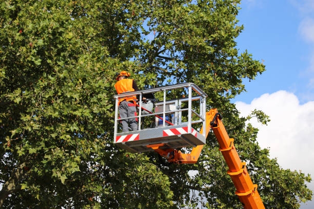 Best Arborist Consultation Services  in Nokomis, IL